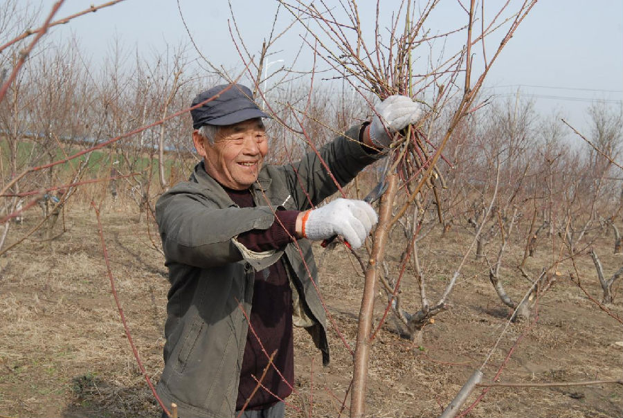 山东省青岛市即墨区段泊岚镇段二村农民在修建果树。（张涛 摄）
