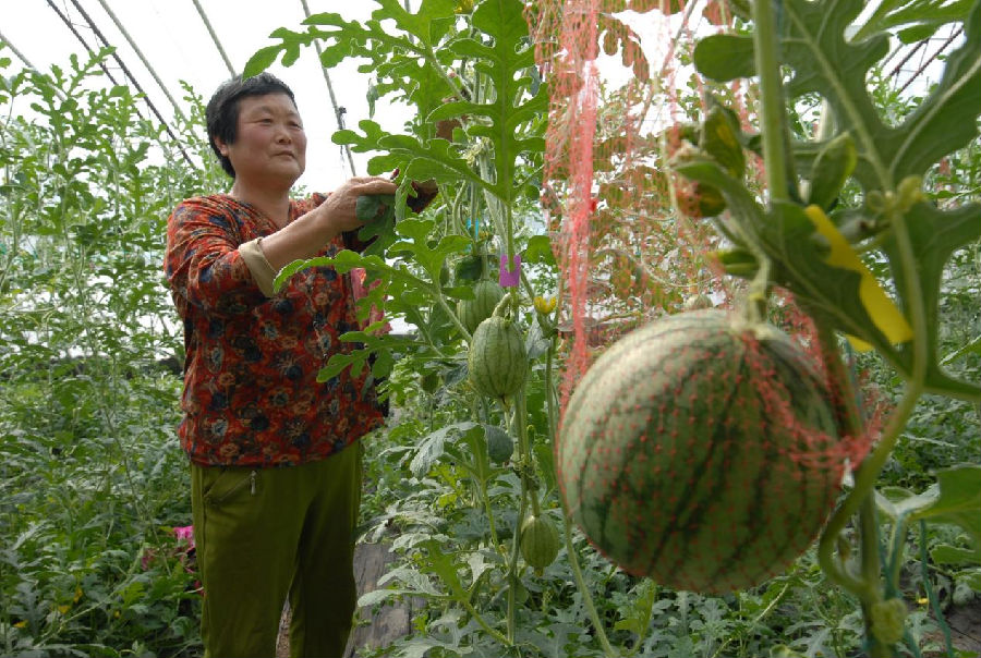 山东省青岛市即墨区段泊岚镇农业庄园的农民在管理吊网西瓜。（张涛 摄）