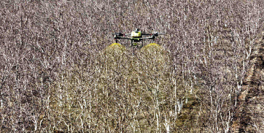 图为在农机手的操作下，搭载着调配均匀药液的无人机开始缓缓起飞（杨礼文 摄）