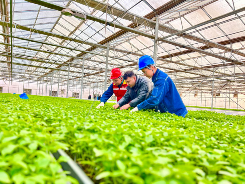 农户蔬菜大棚送电后，国网泽普县供电公司员工进行了上门回访，帮助用户检查用电设备 （李德文 摄）