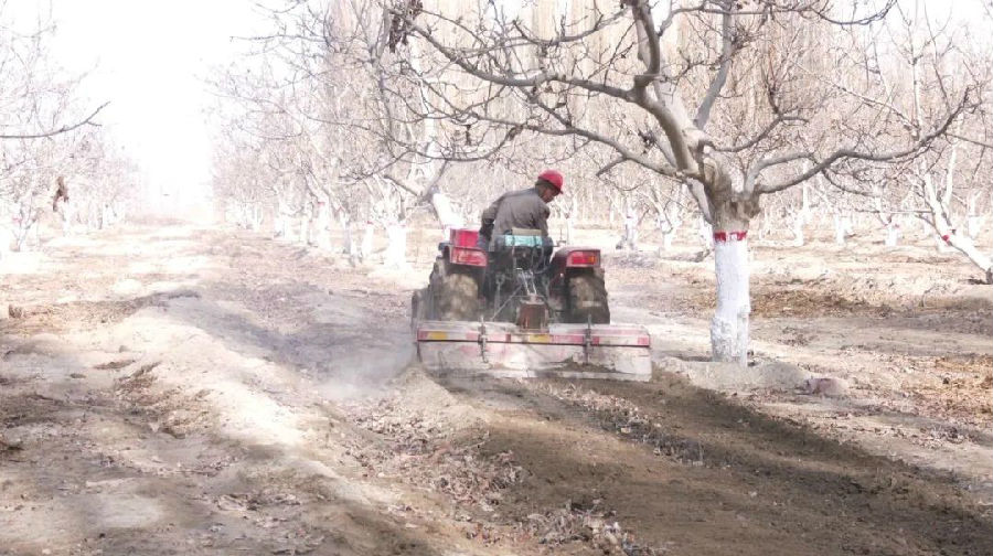 图为果农在核桃园里忙碌着（李伟强 摄）