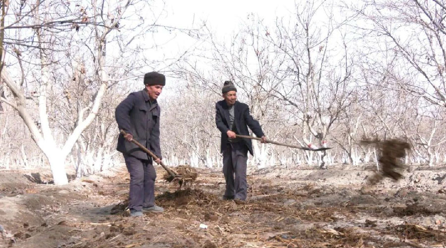图为果农在核桃园里施肥（李伟强 摄）