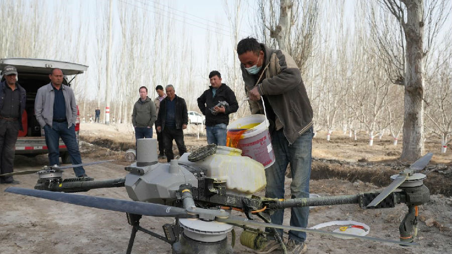 图为农机手进行装机、调试等准备工作，并将配制好的石硫合剂倒入无人机药箱（李哲清 摄）