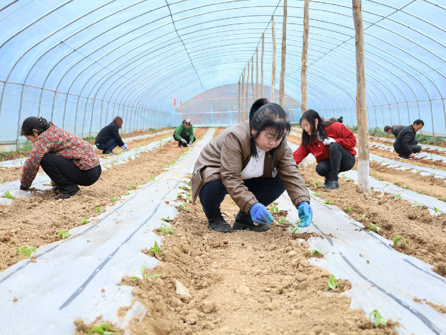 蔬菜大棚种植忙（刘建军 摄）