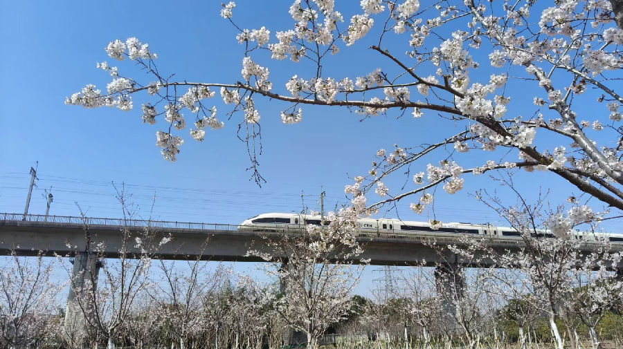 开往春天的高铁经过仁和街道花园村一景（曾庆华 摄）