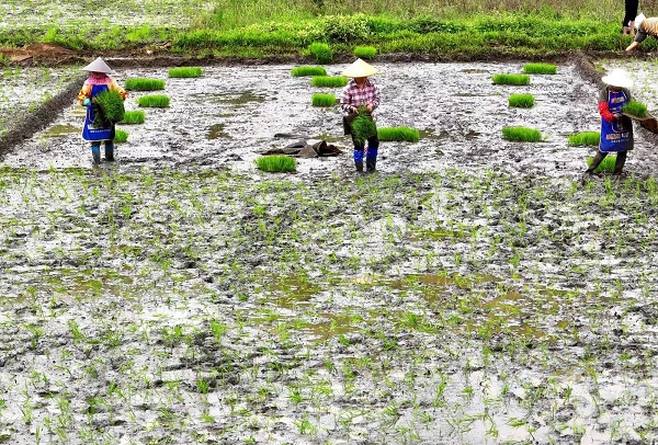 早稻播种 （黄文杰 摄）
