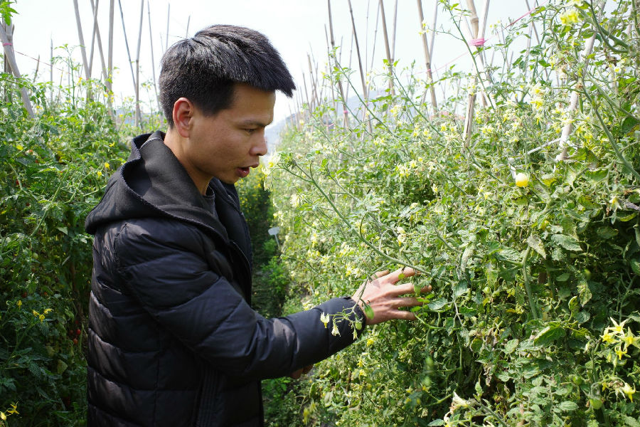 蔡国龙查看番茄长势（苏祝巧 摄）