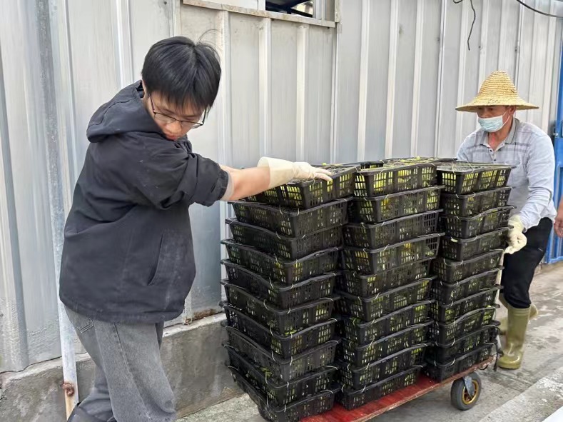 鲍鱼苗即将送往海上养殖区。（朱春燕 摄）