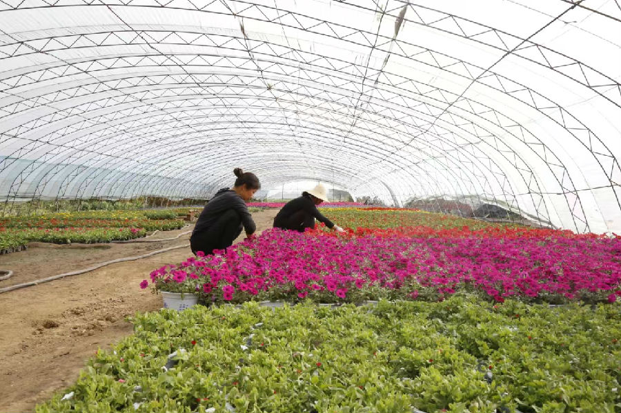 花卉种植地（杨润德 摄）