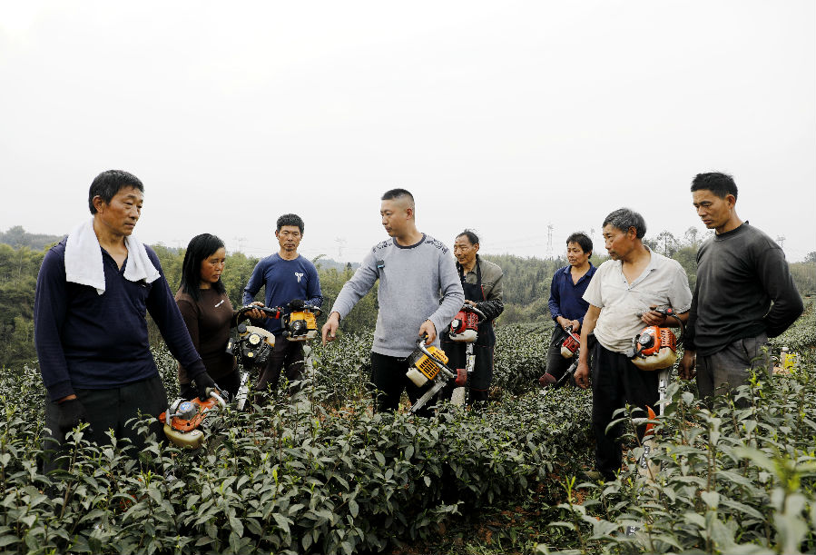 图为四川省泸州市纳溪区大渡口镇拂羽茶叶基地负责人曾茂林组织工人修剪茶树，为机采夏秋茶做准备。（王超明 摄）