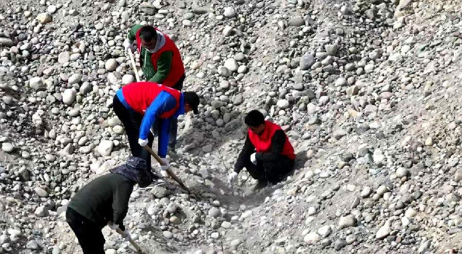 图为温宿县各族干部群众在戈壁荒滩上植栽沙棘 （杨礼文 摄）