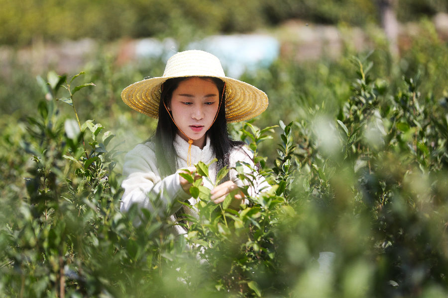 采摘现场（鄢怀林 摄）