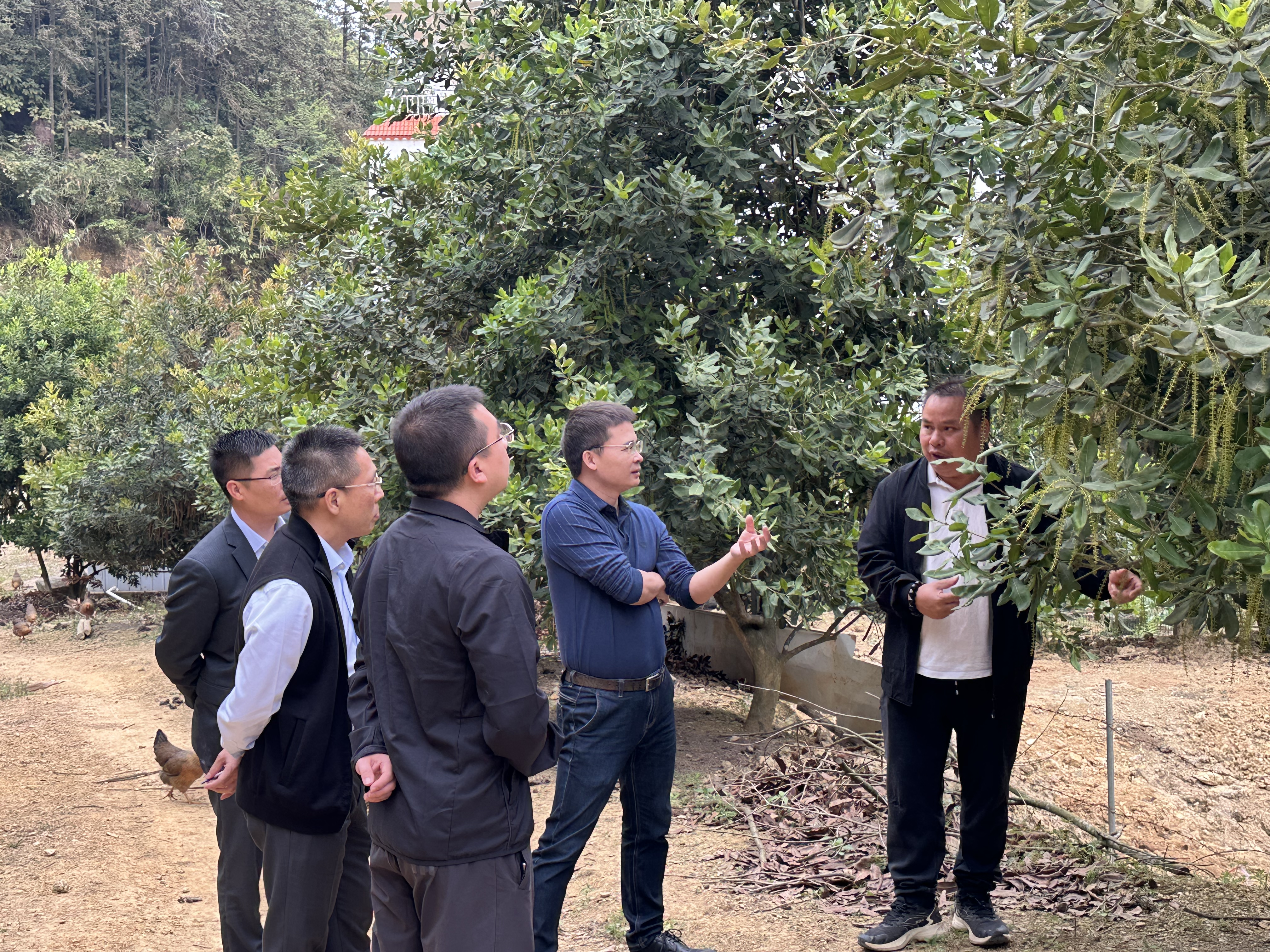 农行阳春市支行领导带队走访调研坚果种植产业园企业了解企业资金需求（吴莹 摄）