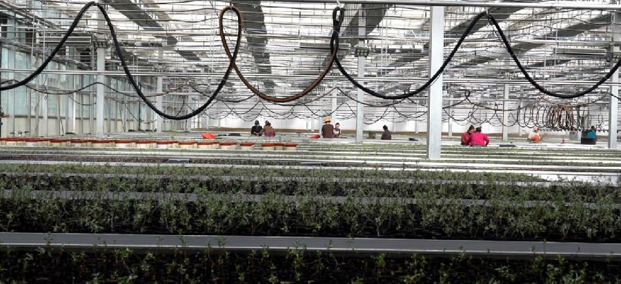 图为新疆阿克苏沙棘研究中心技术人员在培育沙棘苗 （杨礼文 摄）