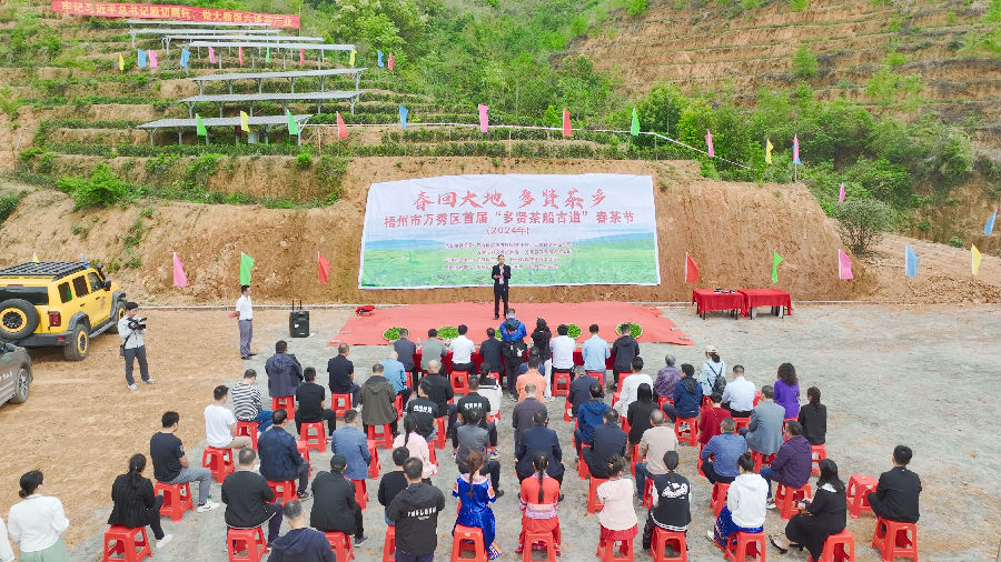图为梧州市万秀区首届“多贤茶船古道”春茶节活动现场（麦好明 摄）