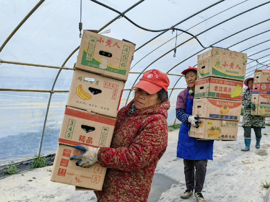 图为工人在搬运玉米苗（刘萌 摄）