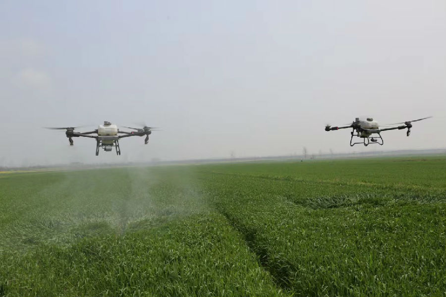 图为植保无人机在进行飞防作业（张丕兴 摄）