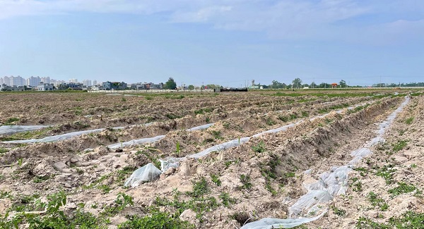 撂荒地变田成片（杨玲 摄）