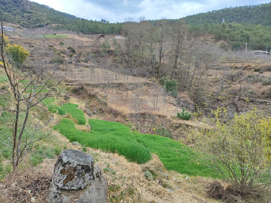 李万顺家的核桃园 （彭孝琴 摄)
