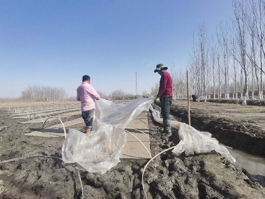 图为3月28日，温宿县托乎拉乡托万克库尔巴格村村民正在田间育秧 （王格格 摄）