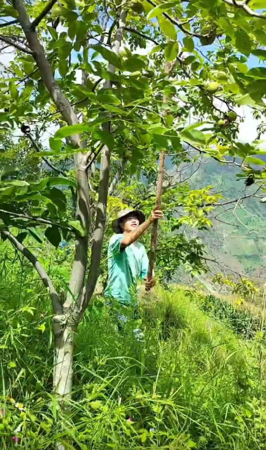 李万顺正在采摘核桃 （彭孝琴 摄)