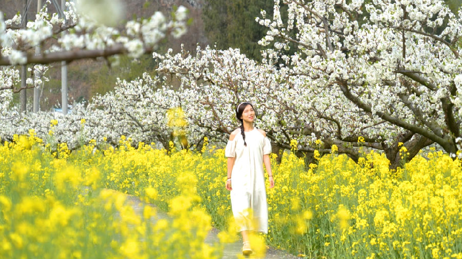 游客赏李花（周光虎 摄）