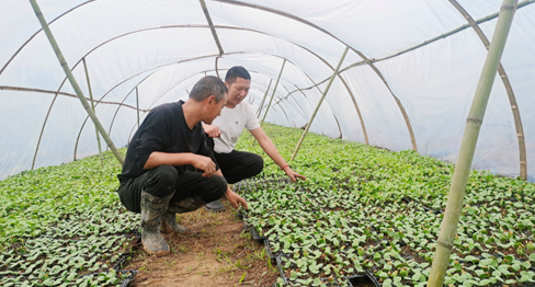 贝贝南瓜种植基地 （黄星 摄）