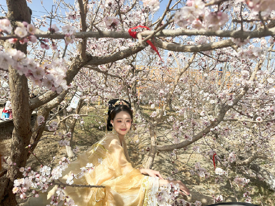 图为2024年“杏花开了”赏花季系列活动现场（李新芳 摄）