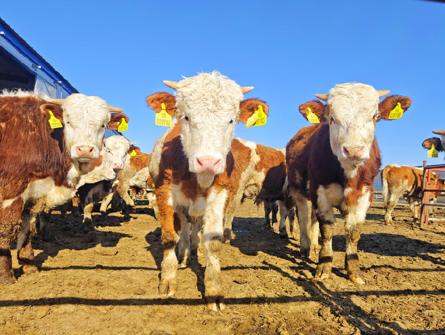 四间房联合牛场，牛儿膘肥体壮。（李广友摄）