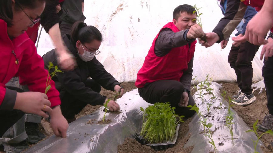 村民和志愿者们正在拱棚内移栽菜苗 （张广成 摄）