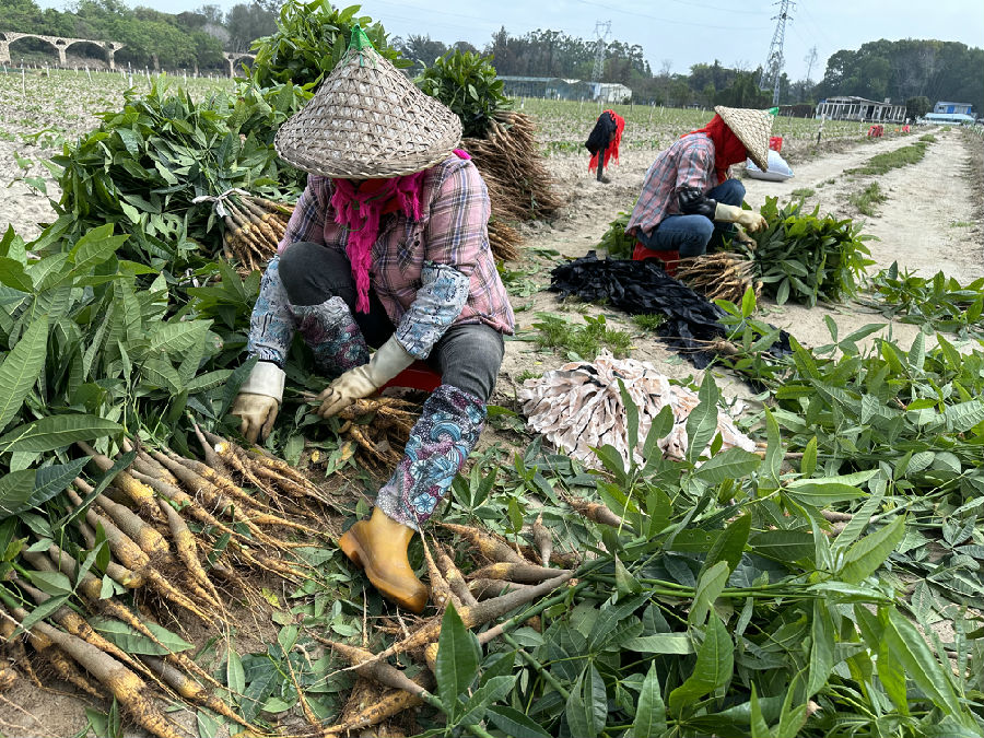 在益农种植农场里，工人正在捆扎发财树。（朱春燕 摄）