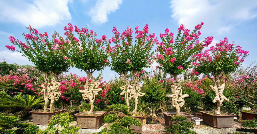 寿安花木编艺（张志强 摄）