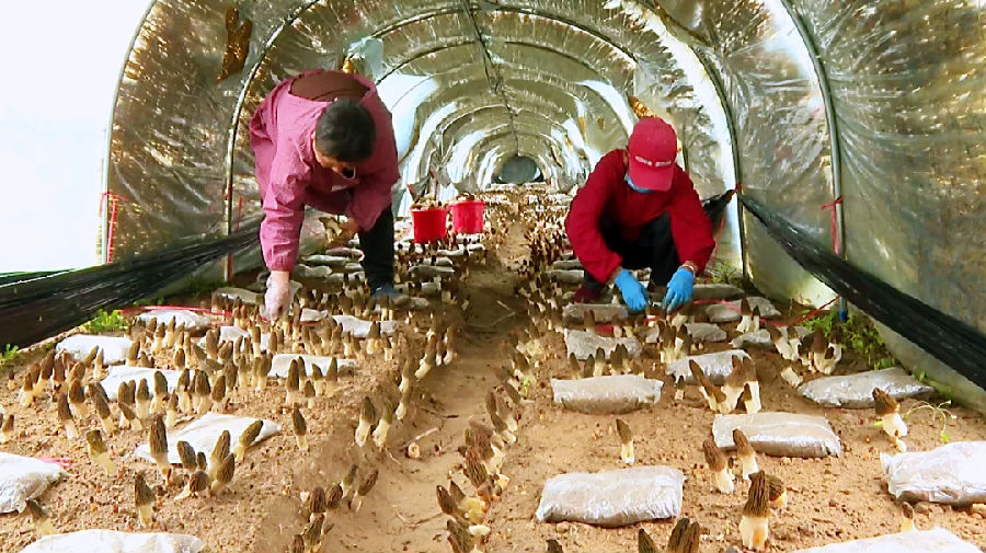 榆树林间大棚里羊肚菌采摘（许曼婷 摄）