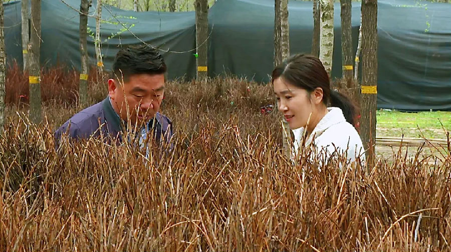 榆树地里孵化的金蝉卵枝（许曼婷 摄）