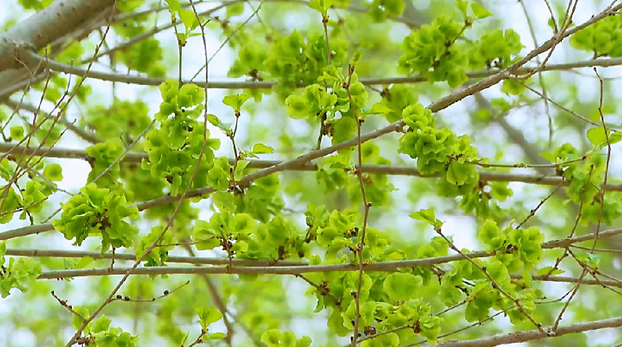榆树地里榆树枝头挂满了嫩绿的榆钱（许曼婷 摄）