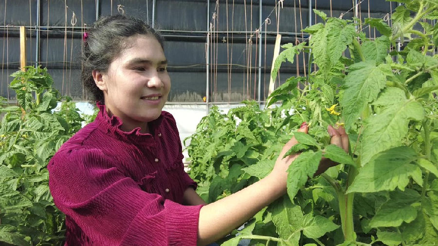 图为工作人员正在棚内为蔬菜授粉（热普亥提 摄）