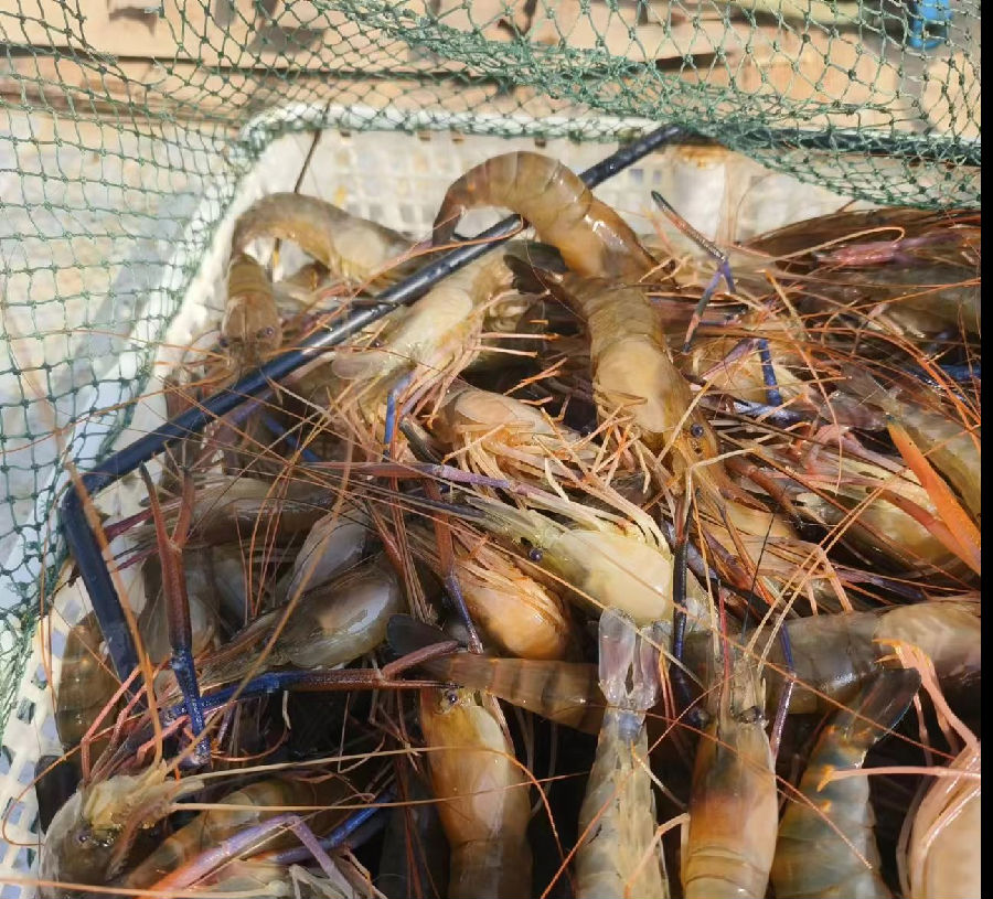 喜获丰收（夏青青 摄）