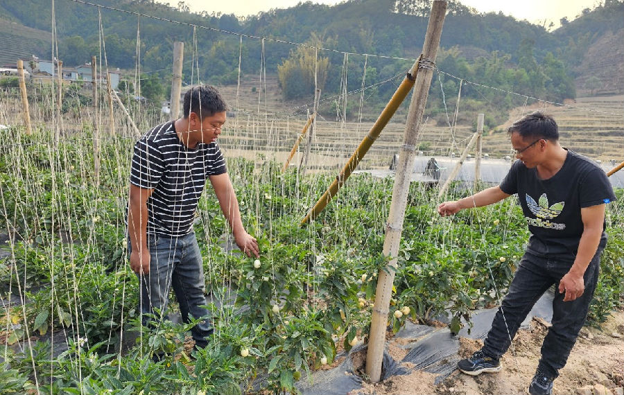 龙坝烟站站长对种植户进行技术指导（向鹏 摄）