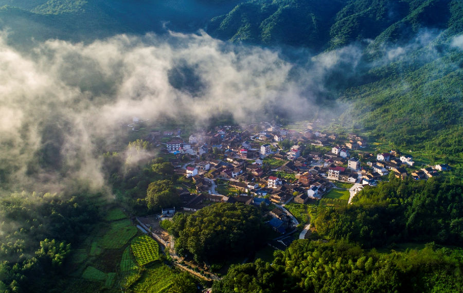 花园乡茶园 （方涛 摄）