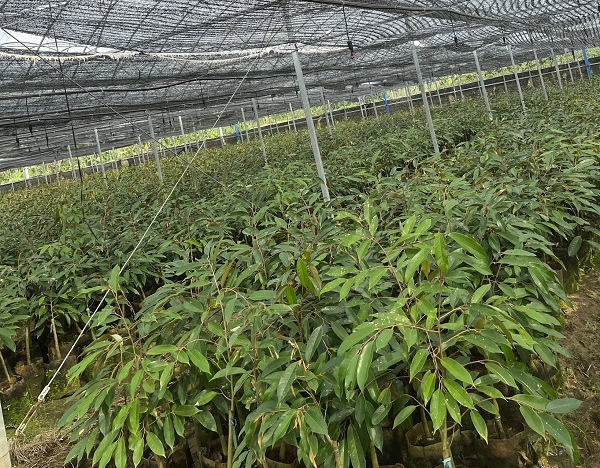 马亮榴莲苗圃基地一角 （高宝勤 摄）