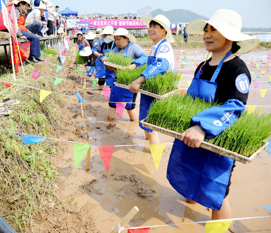 图为插秧能手领到秧苗待插秧比赛 （陶胜平 摄）
