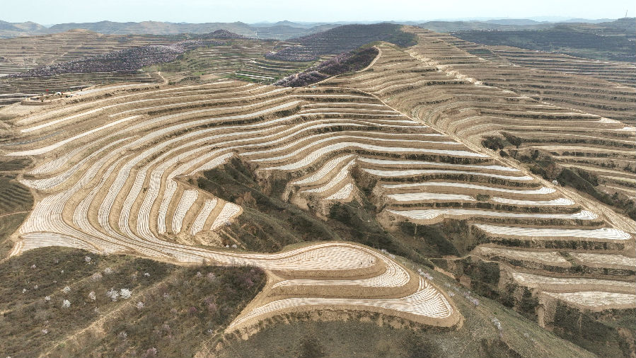 大片的覆膜地犹如丝带（张文博 摄）