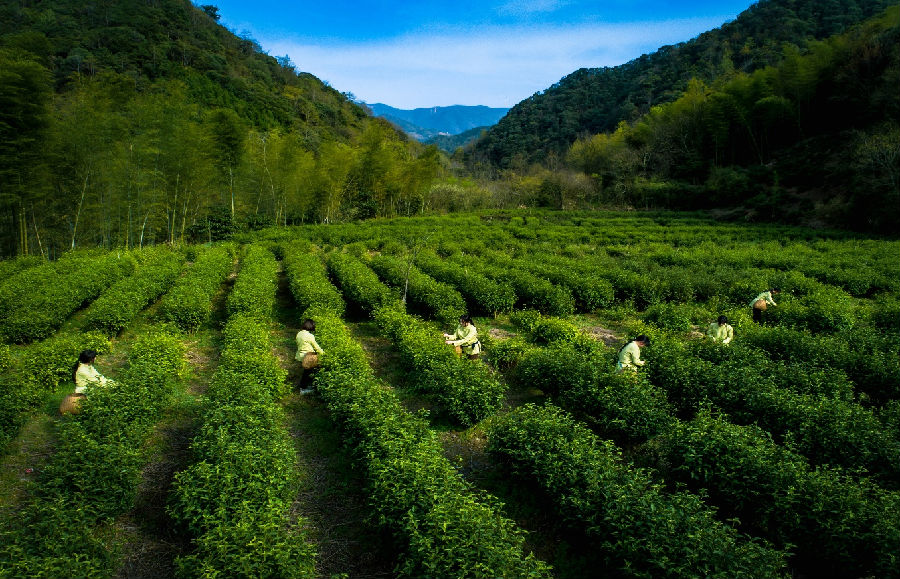 花园乡茶园 （方涛 摄）