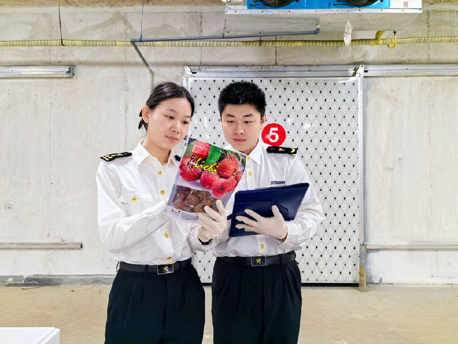  4月8日，古雷海关关员对一批出口鲜荔枝开展检疫查验 （王阿凤 摄）