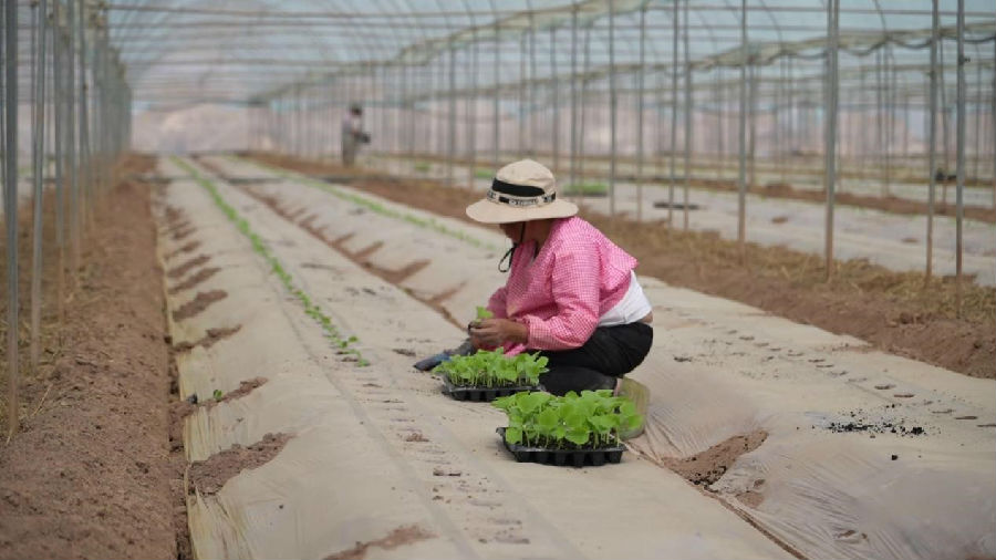 工人在大棚内移栽哈密瓜苗 （张景阳 摄）