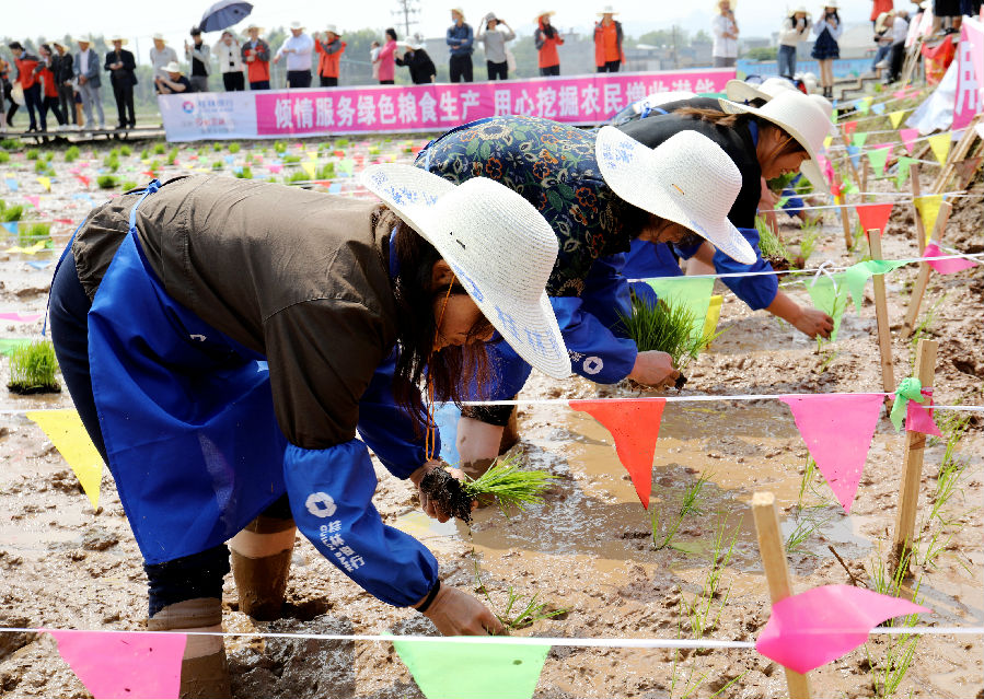 图为插秧能手开始插秧比赛 （陶胜平 摄）