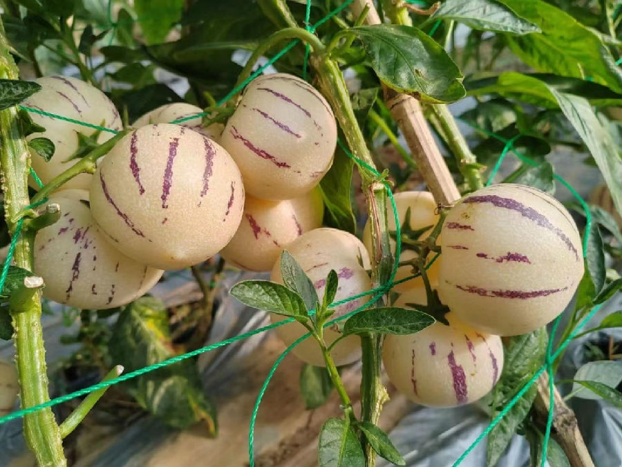 成熟的人参果（向鹏 摄）