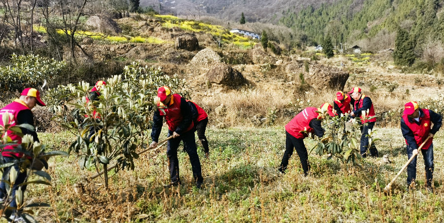 管护枇杷园(杨奇国 摄)