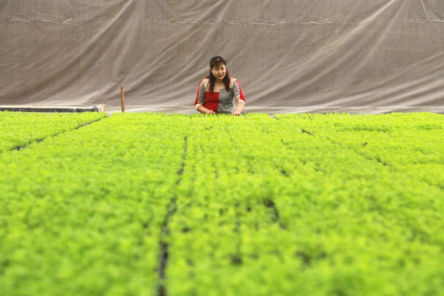 图为农民在育苗基地查看芹菜苗长势情况（包良廷 摄）