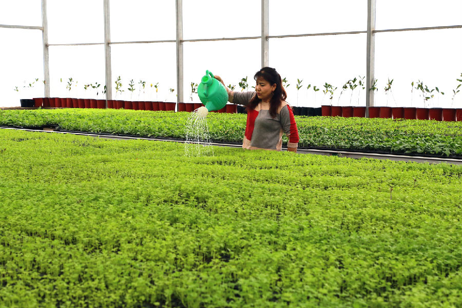 图为农民在育苗基地查看芹菜苗长势情况（包良廷 摄）